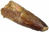 Real Fossil Spinosaurus Tooth - Feeding Worn Tip #310828-1